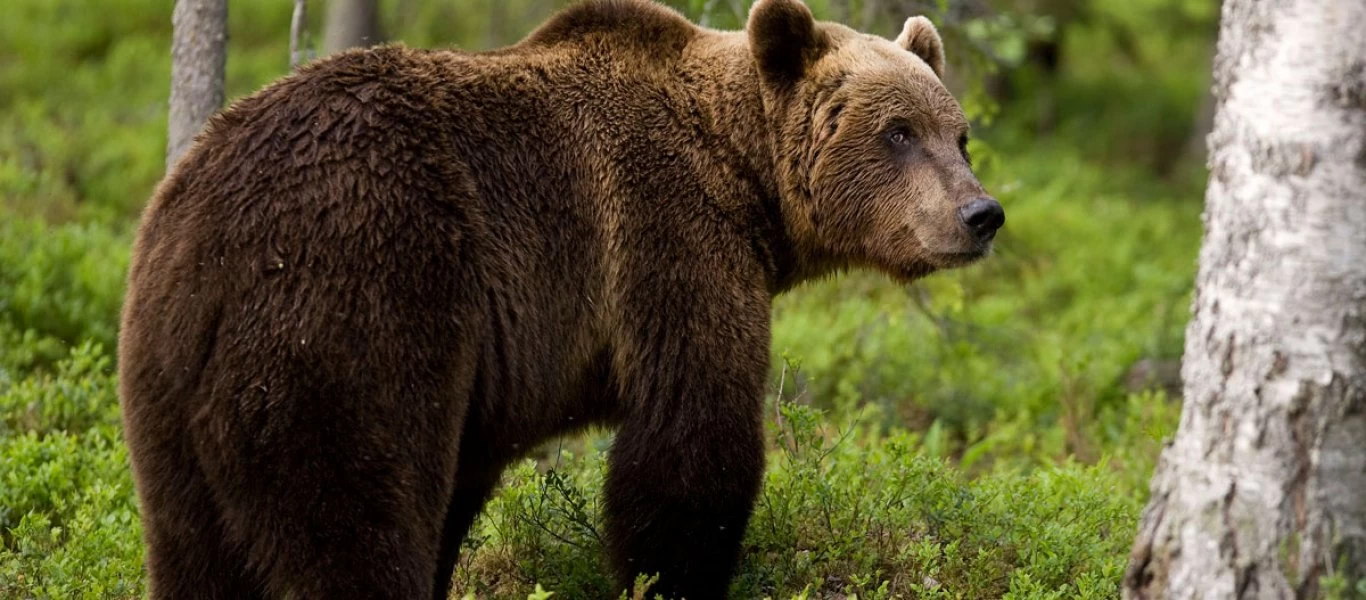 Αληθινή ή «φτιαχτή» η ιστορία με τον άνδρα στην φωλιά της αρκούδας; - Τι συνέβη πραγματικά (βίντεο)